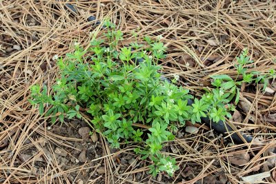 Sweet Woodruff #875 (3838)