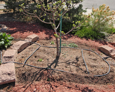 Herb Garden Area B (0196)