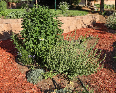 Anise Hyssop #613 (in new HG) (6075)