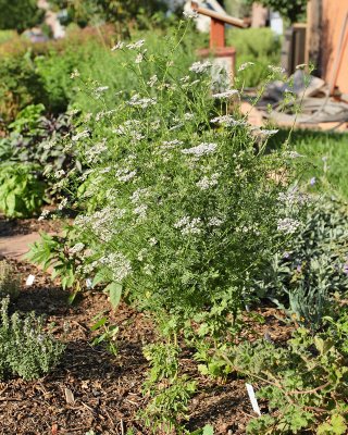 Cilantro, Coriander #638 (in kitchen HG) (6083)