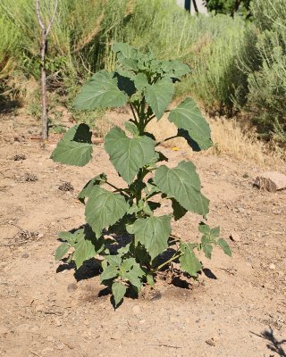 Common Sunflower volunteer #913 (7657)
