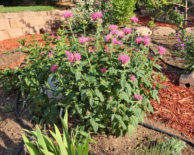 Crimson Bee Balm #827 (in new HG) (6076)