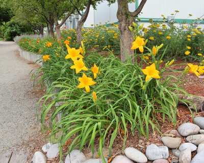 Daylily 'unknown' #822 (6622)
