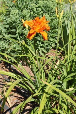 Daylily 'unknown' #822 (7655)