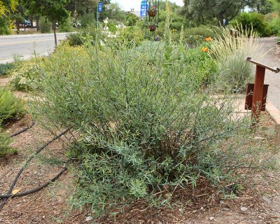 Dwarf Arctic Willow #437 (6674)