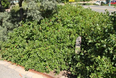Dwarf Fragrant Sumac #438 (7664)