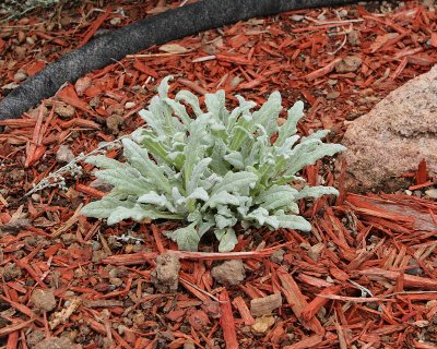 Dwarf Silver-Leaf Sage 'Salvia daghestanica' in AG #000 (6649)