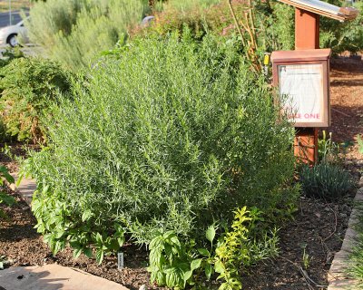 French Tarragon #619 (in kitchen HG) (6081)