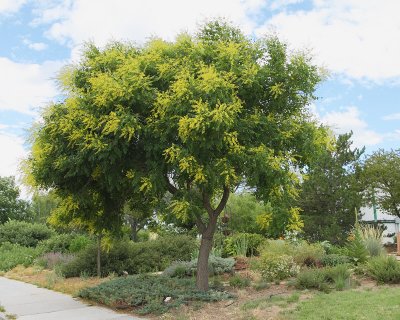 Golden Rain Tree #102 (6669)