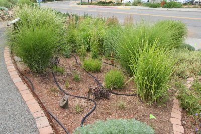 Grass Garden Area from SE (6616)