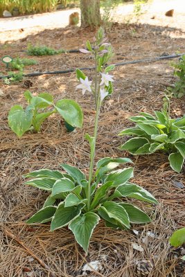 Hosta 'Francee' #883 (7643)