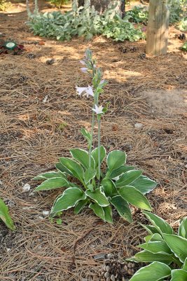 Hosta 'Francee' #883 (7649)