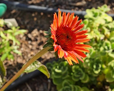 Indian Blanket Flower #817 (6069)