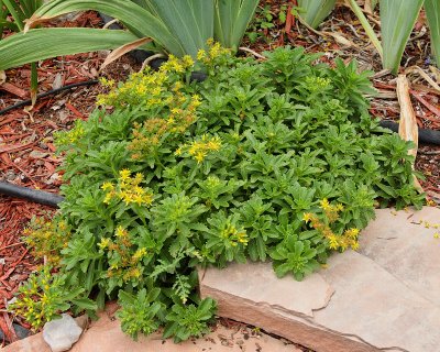 Kamchatka Stonecrop #849 (6675)