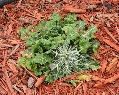 Moroccan Sea Holly #711 (6660)