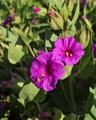 Native Four O'Clocks #704 (6068)