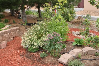 New Herb Garden Area A (6633)