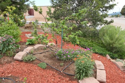New Herb Garden Area B (6634)