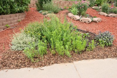 New Herb Garden Area D (6637)