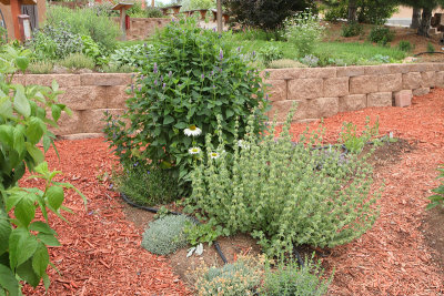 New Herb Garden Area E (6632)