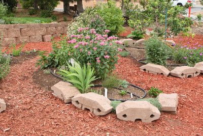 New Herb Garden Area F (6638)