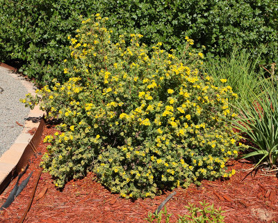 Potentilla #413 (7662)