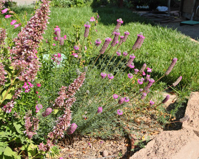 Prairie Clover #795 (7659)