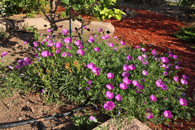 Prairie Winecups (in New HG) #734 (6074)