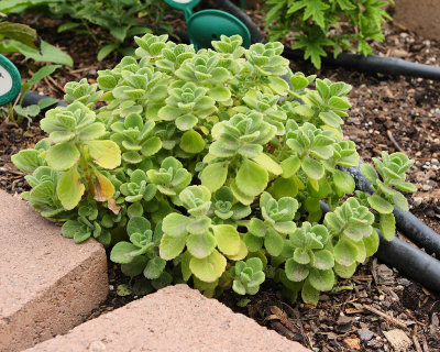 Puerto Rican Oregano #851 (6625)