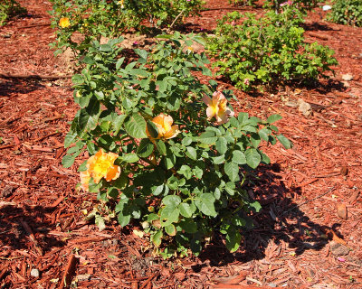 Rose 'unknown' #000 (7661)