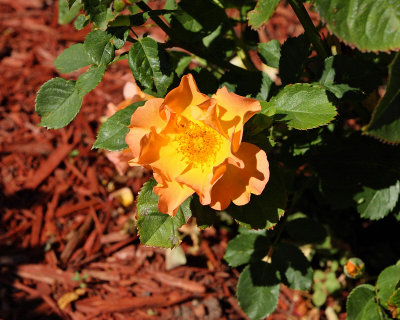 Rose Blossom 'unknown' #000 (7667)