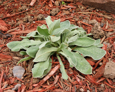 Rose Campion 'Silene coronaria' #000 in AG (6657)