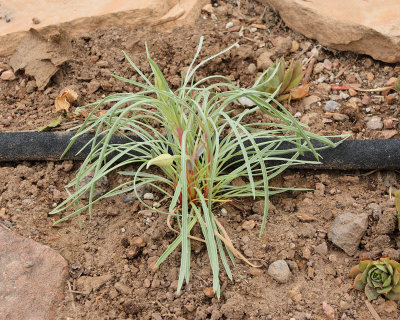 Shimmer Primrose 'Oenothera macrocarpa ssp. fremontii' #000 in AG (6666)