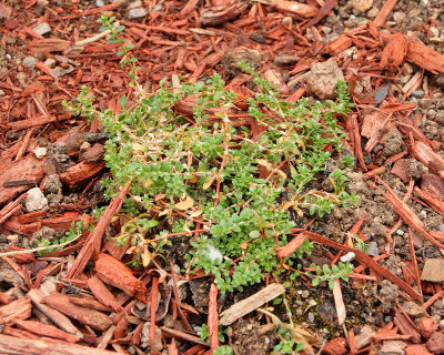 Silver Nailwort 'Paronychia kapela subsp. serpyllifolia' #000 in AG (6654)