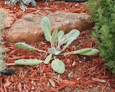 Silver Sage 'Salvia argentea' #000 in AG (6651)
