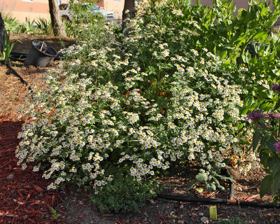 Silver Tansy #803 (in new HG) (6080)