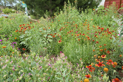 Wildflower Garden Area (6628)