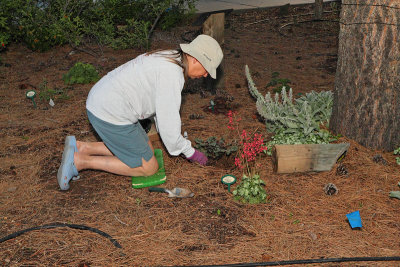 Laurie Planting Coral Bells (0305)
