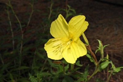 Organ Mountain Primrose #873 (0303)