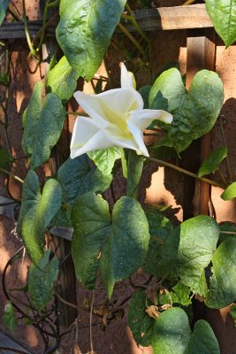 Moonflower #000 (4036)