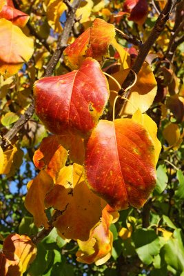 Unknown Fall Foliage #101 (4035)