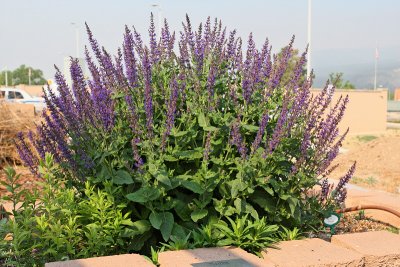Blue Queen Salvia #797 (1773)