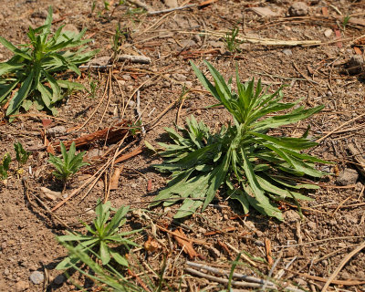 Horseweed #207 (1809)