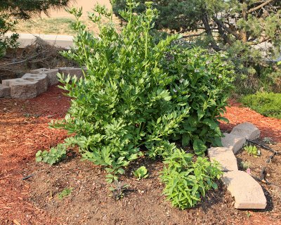 Perennial Herb Garden #264 A (1783)