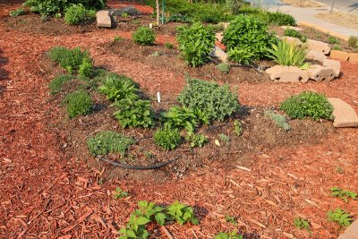 Perennial Herb Garden #264 E (1791)
