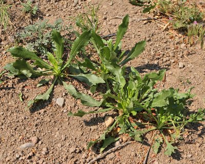 Prickly Lettuce [Lactuca serriola] #000 (1817)