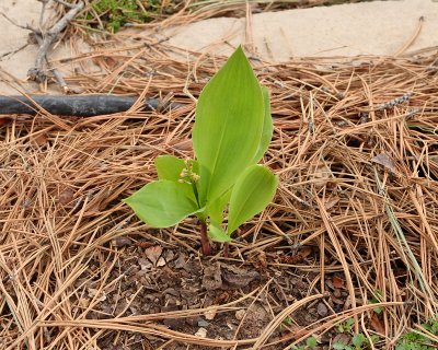 Lily of the Valley #879 (1484)