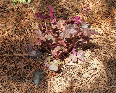 Coral Bells 'Chocolate Ruffles' #000 (1615)