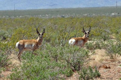 Wildlife