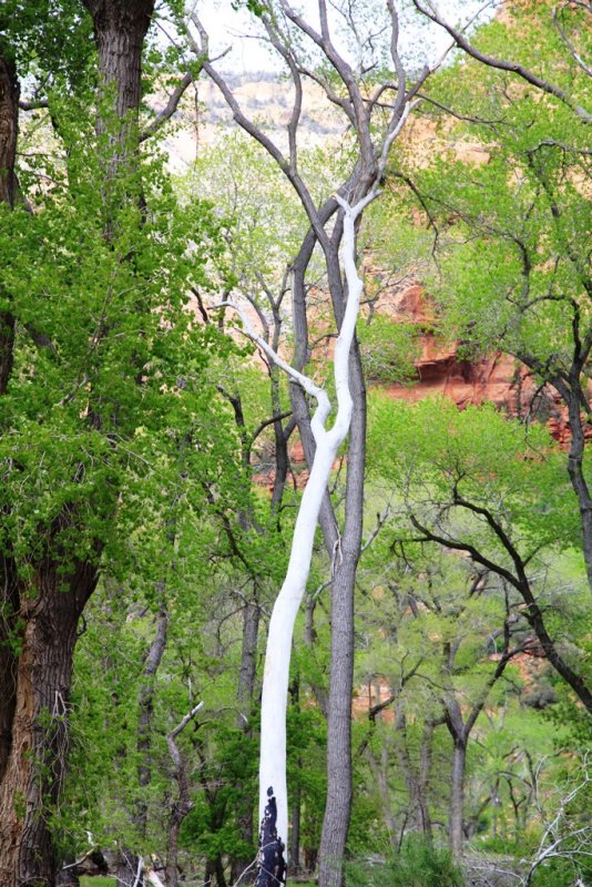 Spring in Zion.JPG